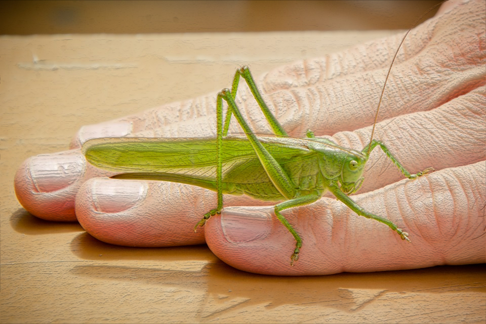 Grasshopper.Edgey.jpg