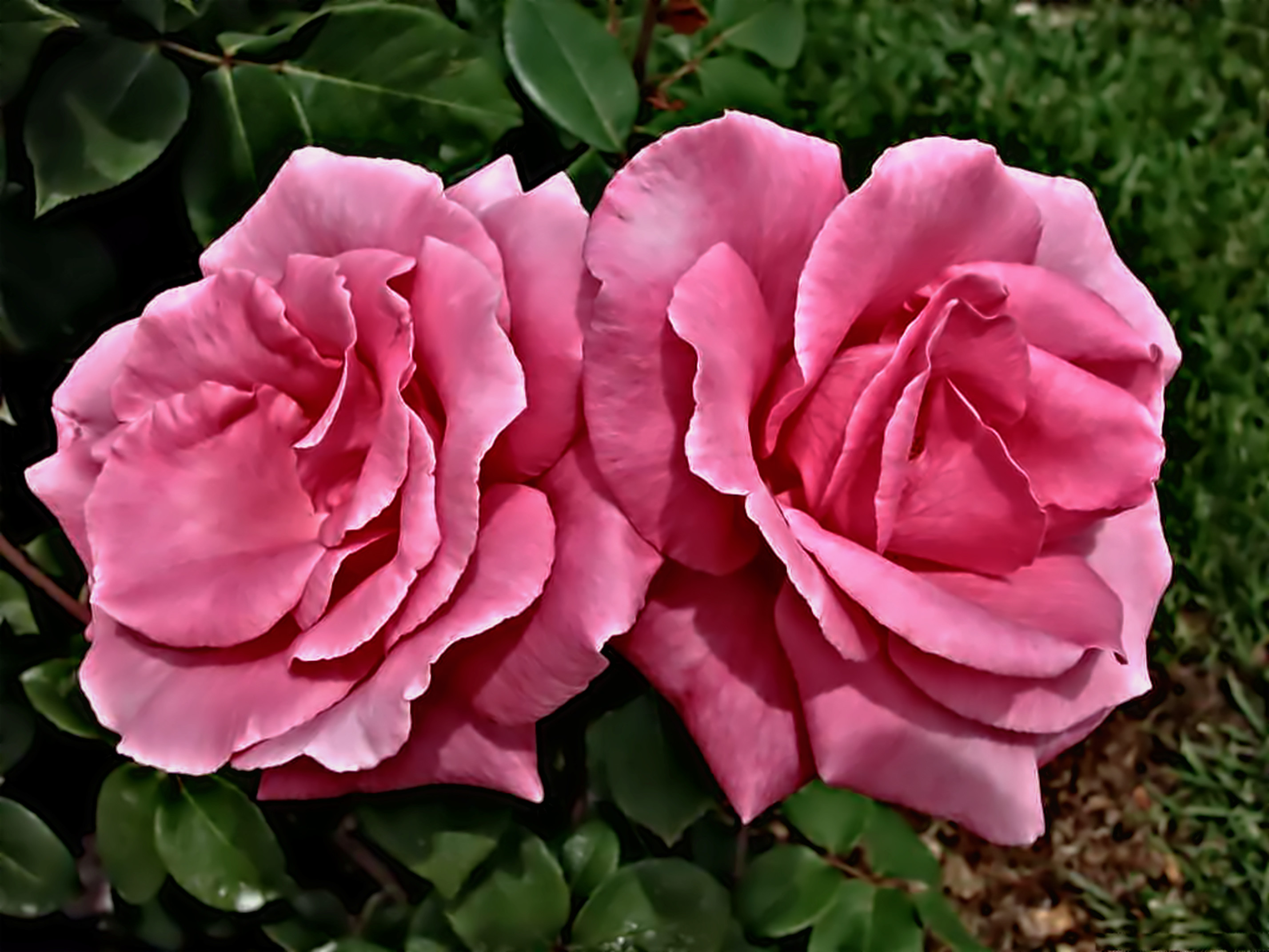 rosa_Meizeli_DaveHillEffect.jpg