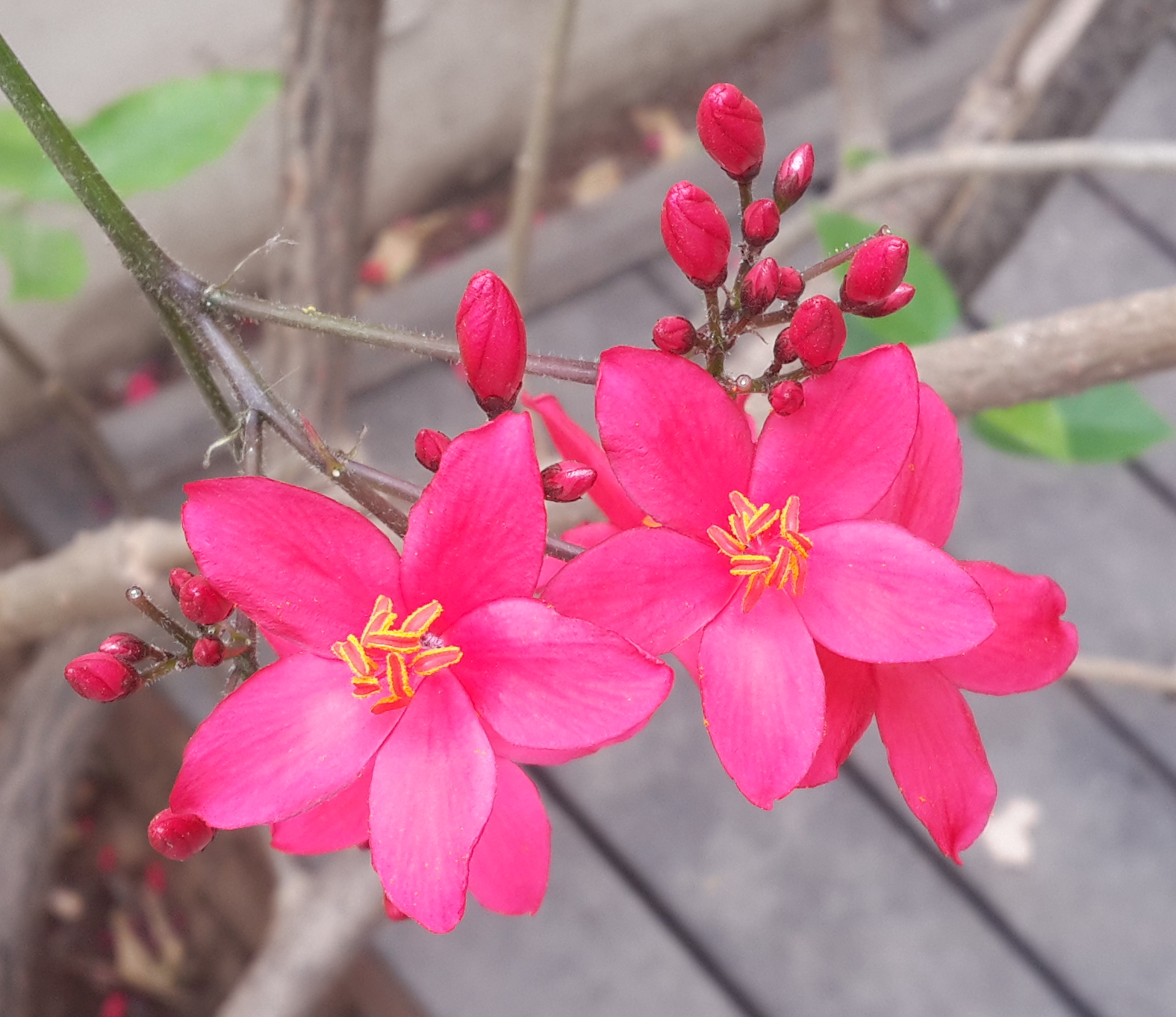 20140506_092756_Crop 02.jpg