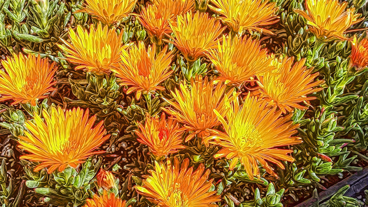 Flowers_Novella.JPG