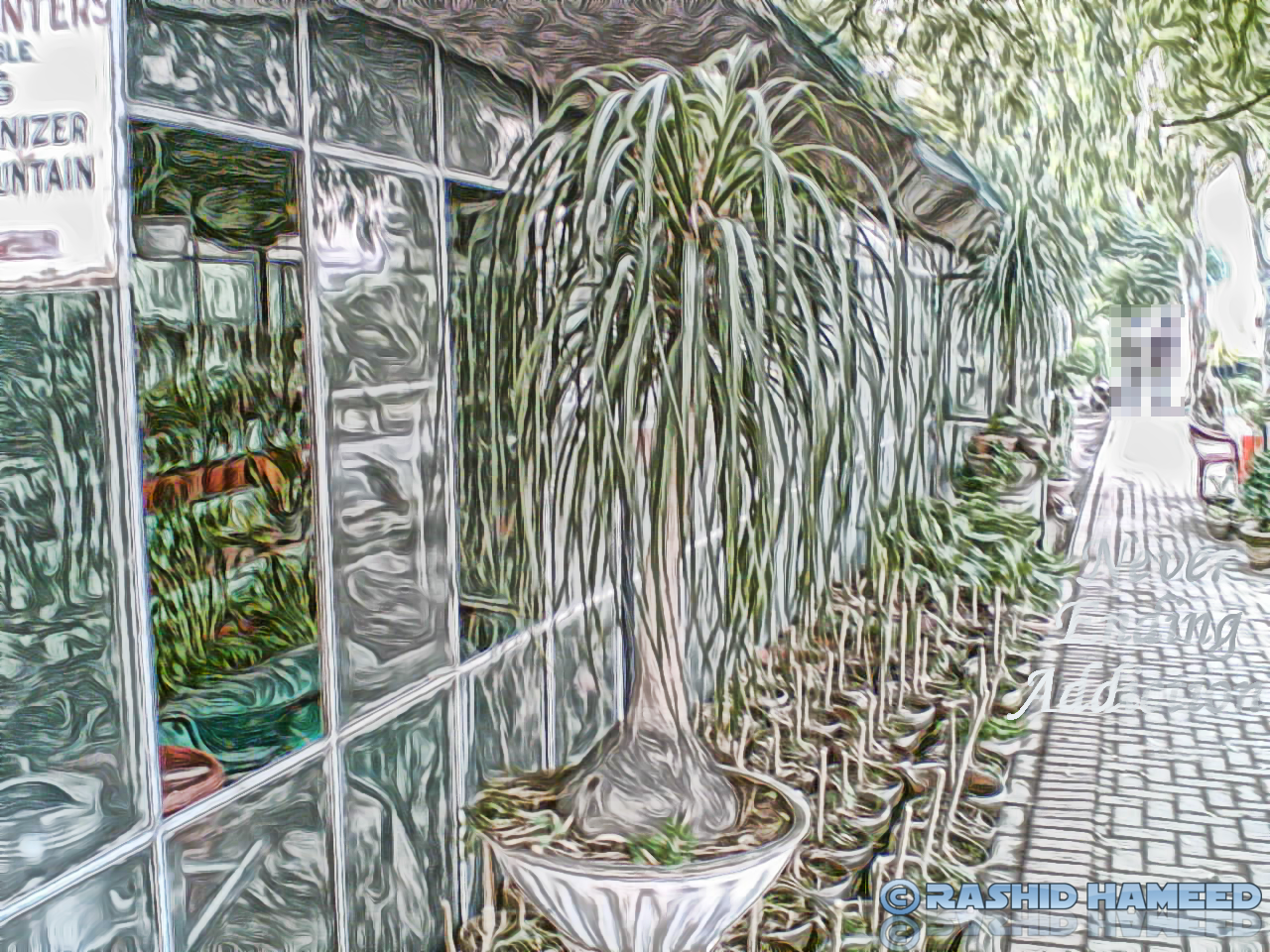 Beaucarnea recurvata.png