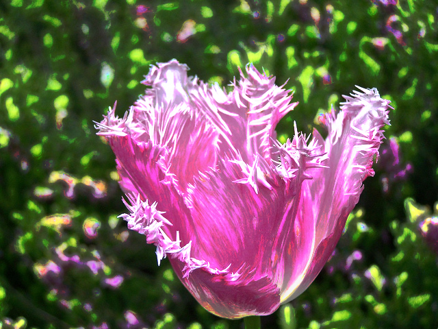 FringedTulipExaggeration.jpg