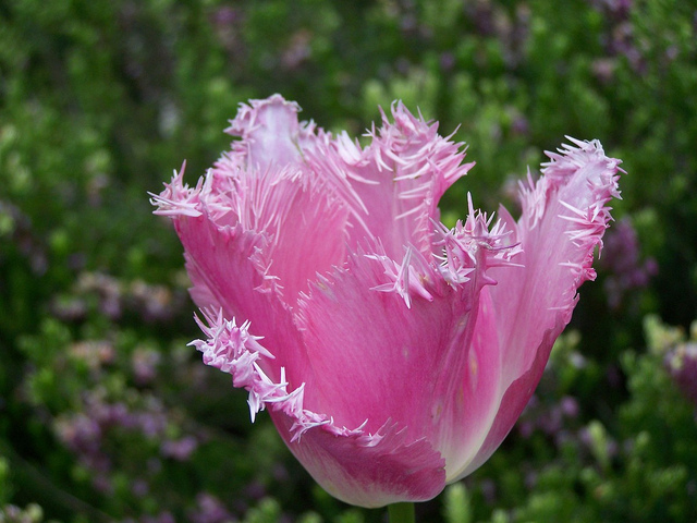 FringedTulip.jpg