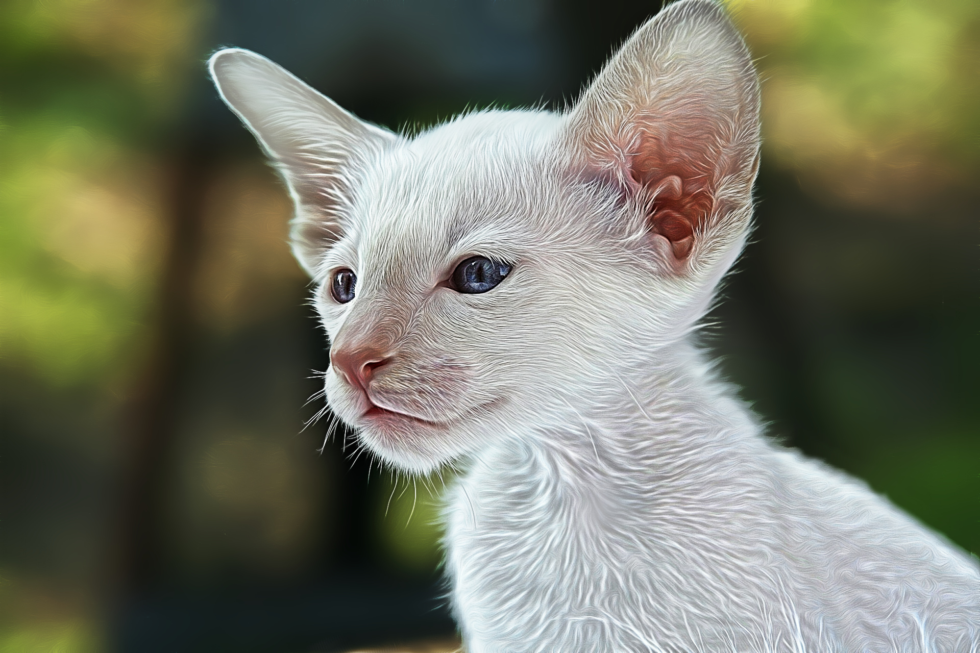 siamese-cat-408746_1920.jpg