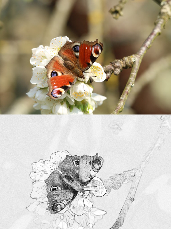 Butterfly-GradientRGB-Value-Inverted.jpg