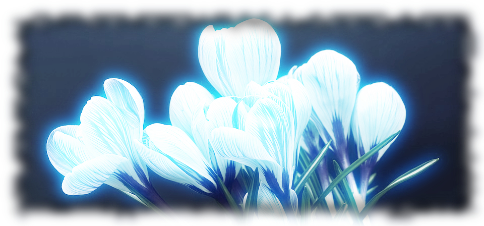 Tin Tran.Glow.Floral.jpg