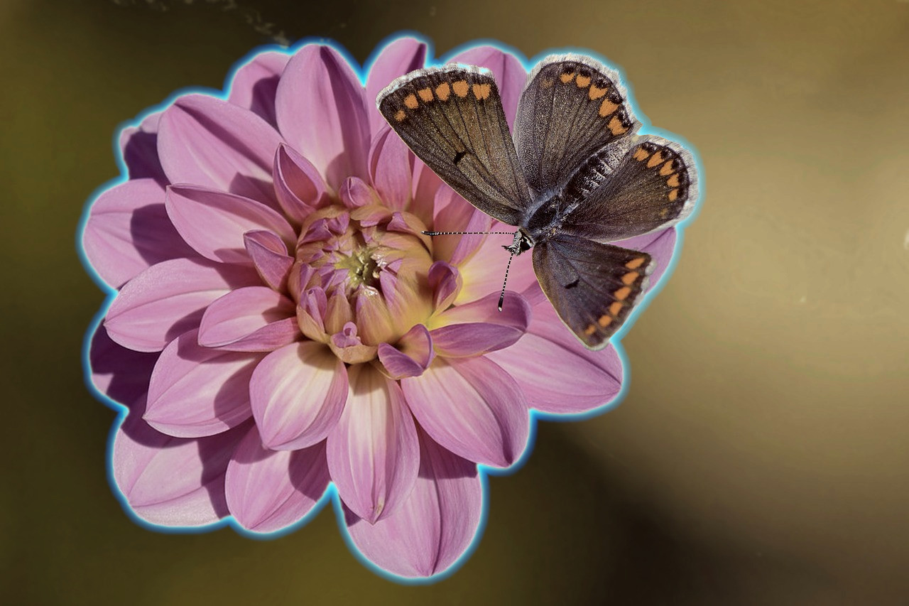 flower-2012611_Tin_Glow.jpg