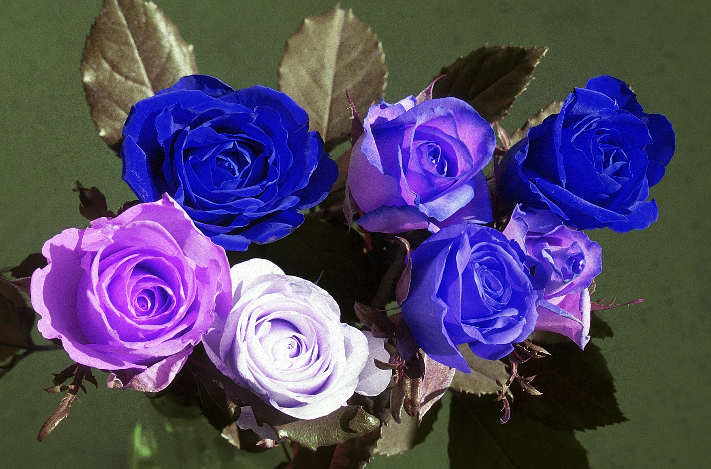 flowers-02 rotated BRG.jpg