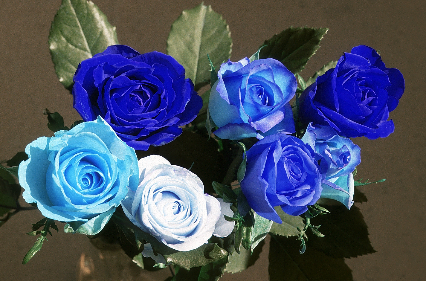flowers-02 rotated BGR.jpg