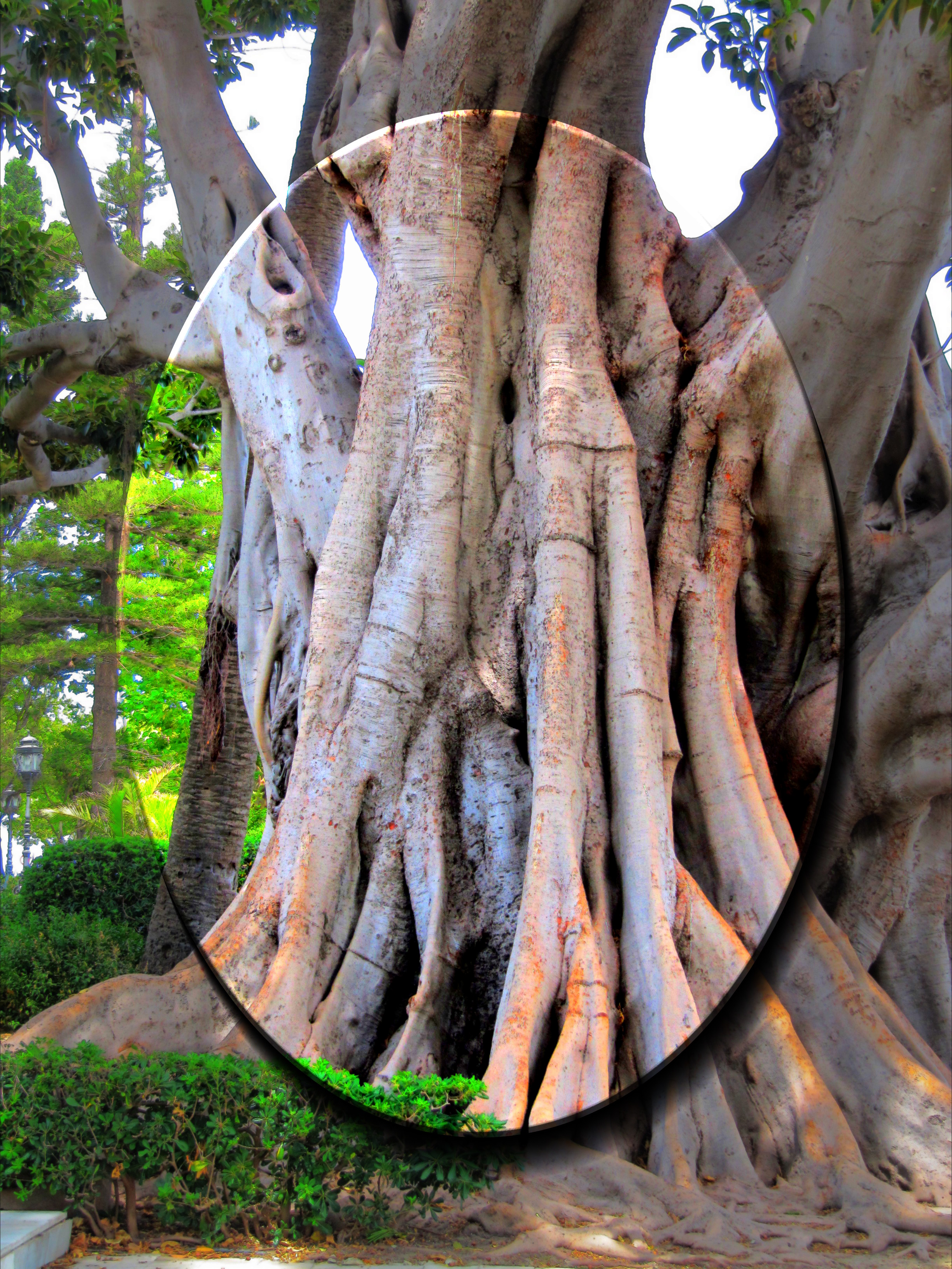 IMG_5654_DN_ColourColour+EvidenceOfSelection.JPG