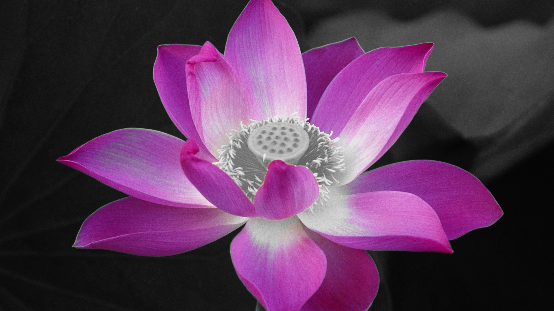 fiore_di_loto_Leave1Hue(DeepPink=330).jpg