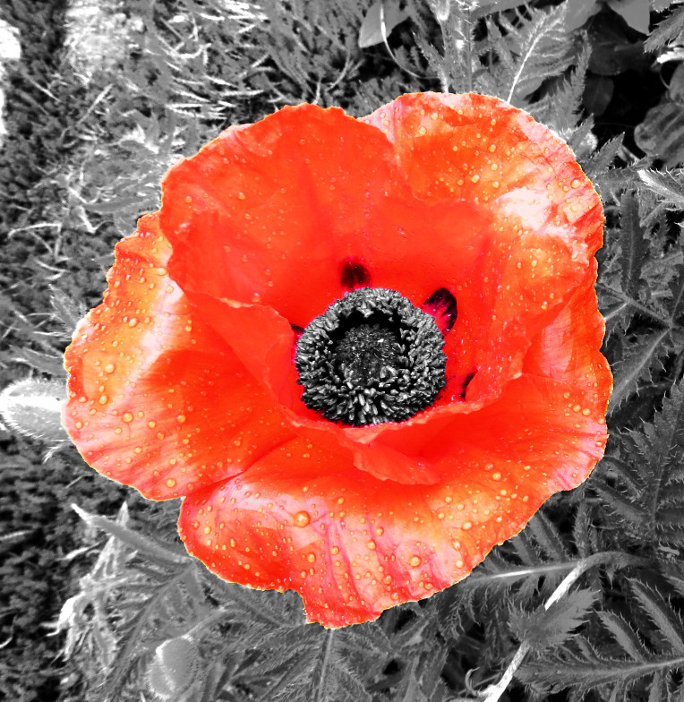 5200_Poppy%20Closeup%20Maine%202017-dn.jpg