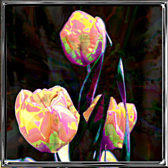 Tin Tran.Fractalize Coloration.Tulips.jpg