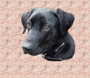 morph.gif