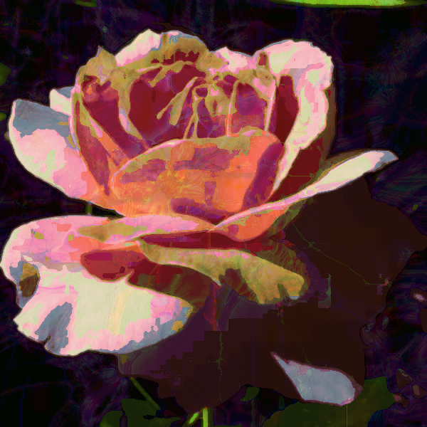 Tin Tran.Fractalize Coloration.rose.jpg