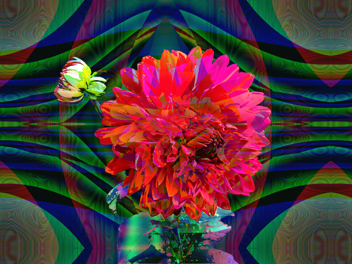 Dinasset.Qbist.Dahlia.jpg