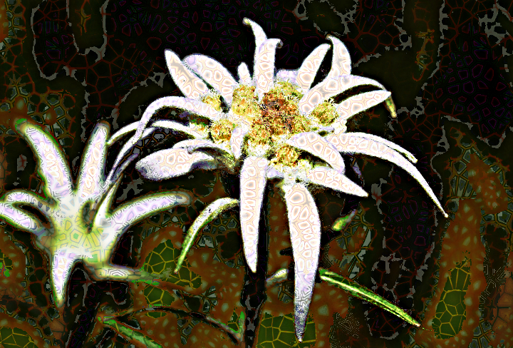 Dinasset.Voronoi.Edelweiss.jpg