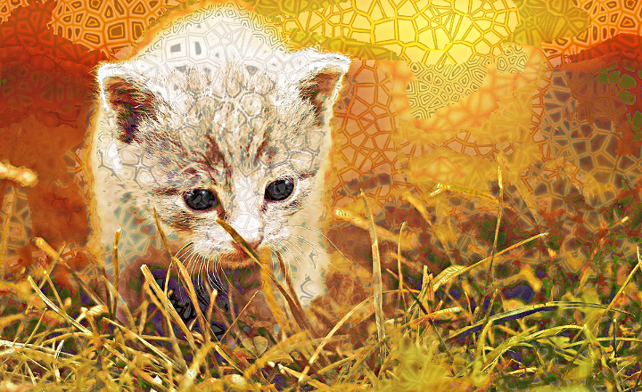 Dinasset.Voronoi.Kitten.jpg