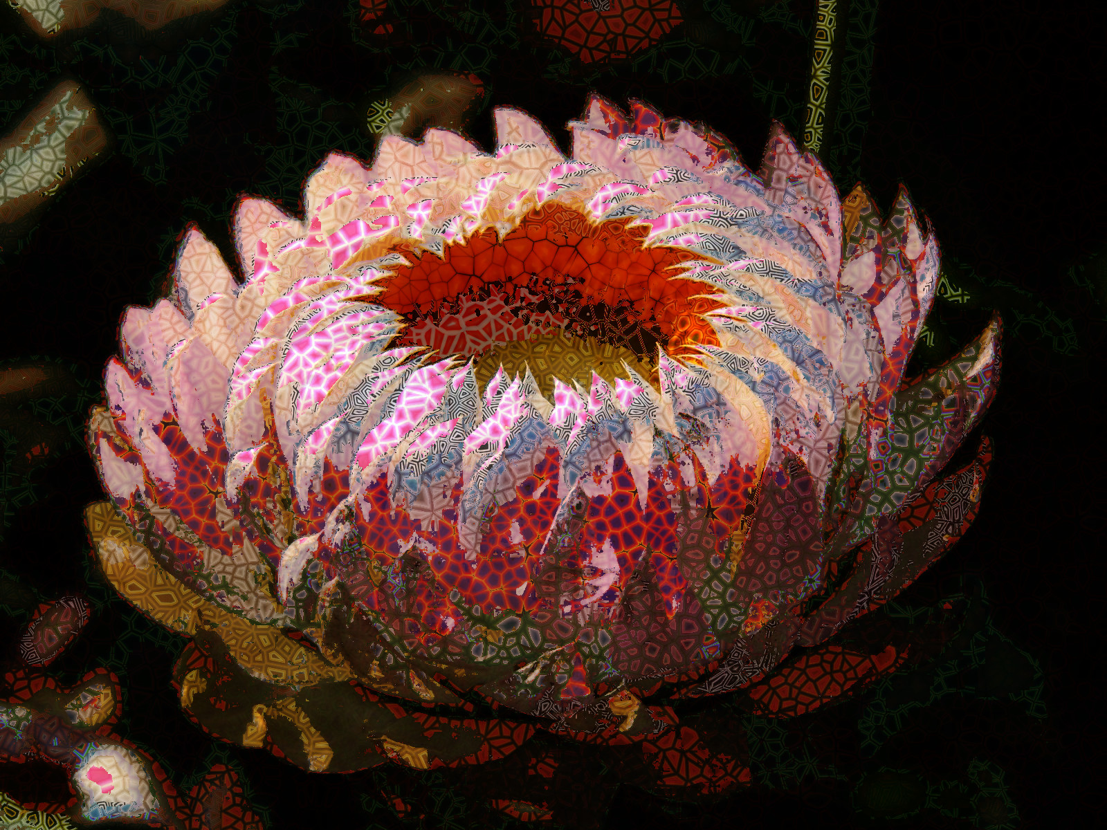 strawflower_DN_Voronoi.jpg