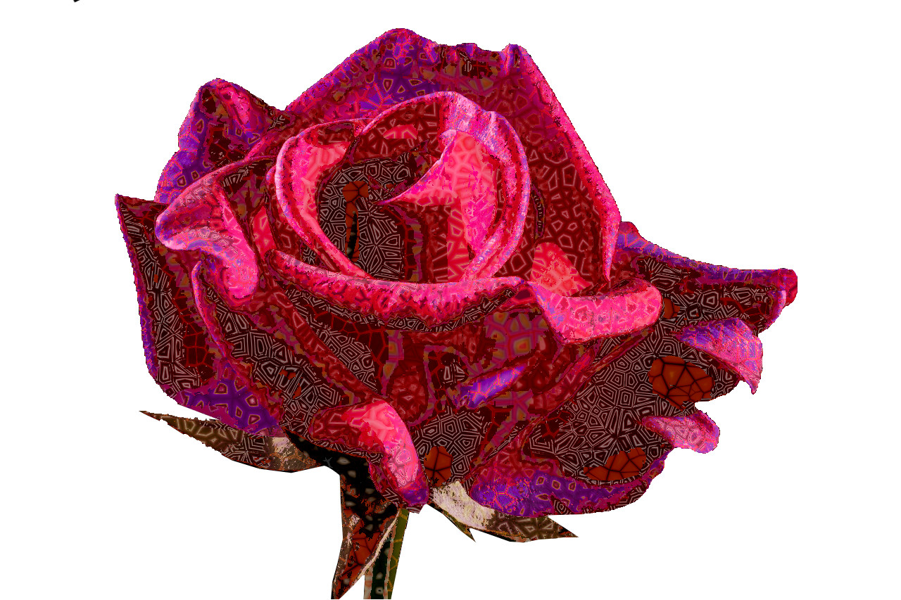 Red_Rose_DN_Voronoi.jpg
