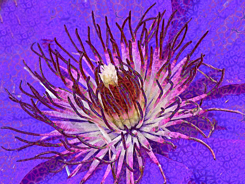 Dinasset.Voronoi.Clematis.jpg