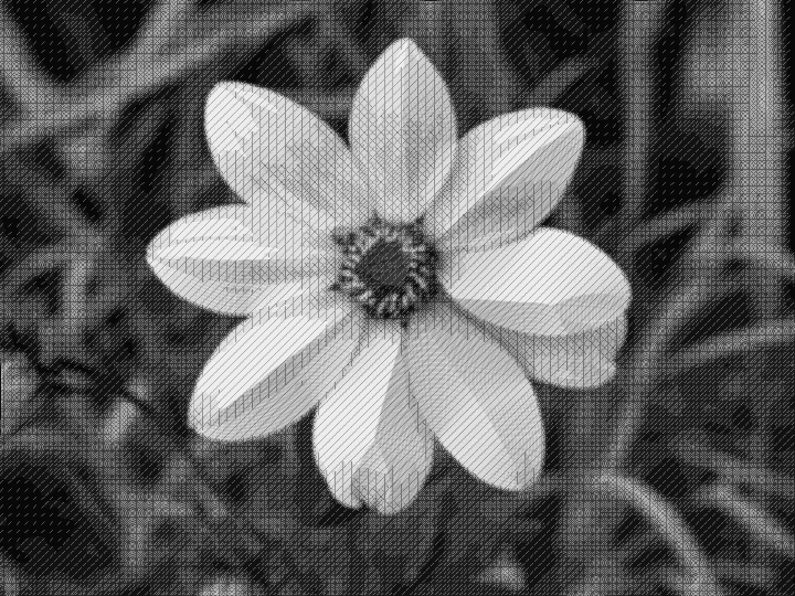 TinTran.GrayPattern6.Standard.jpg