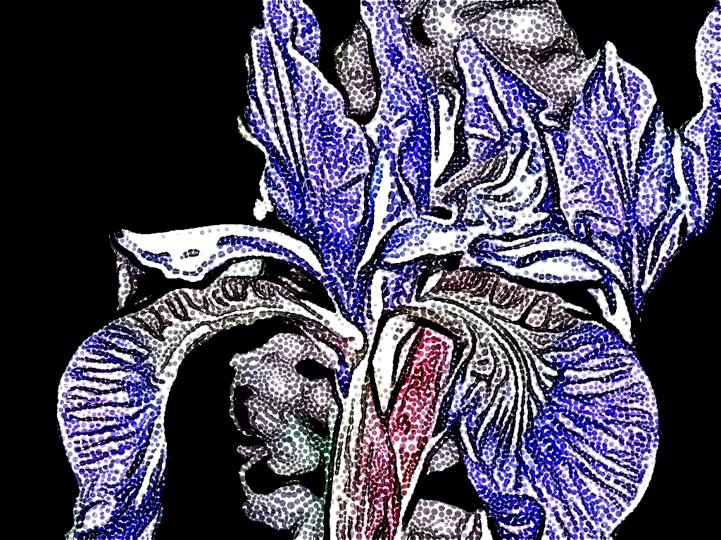 NewStipFlower.png