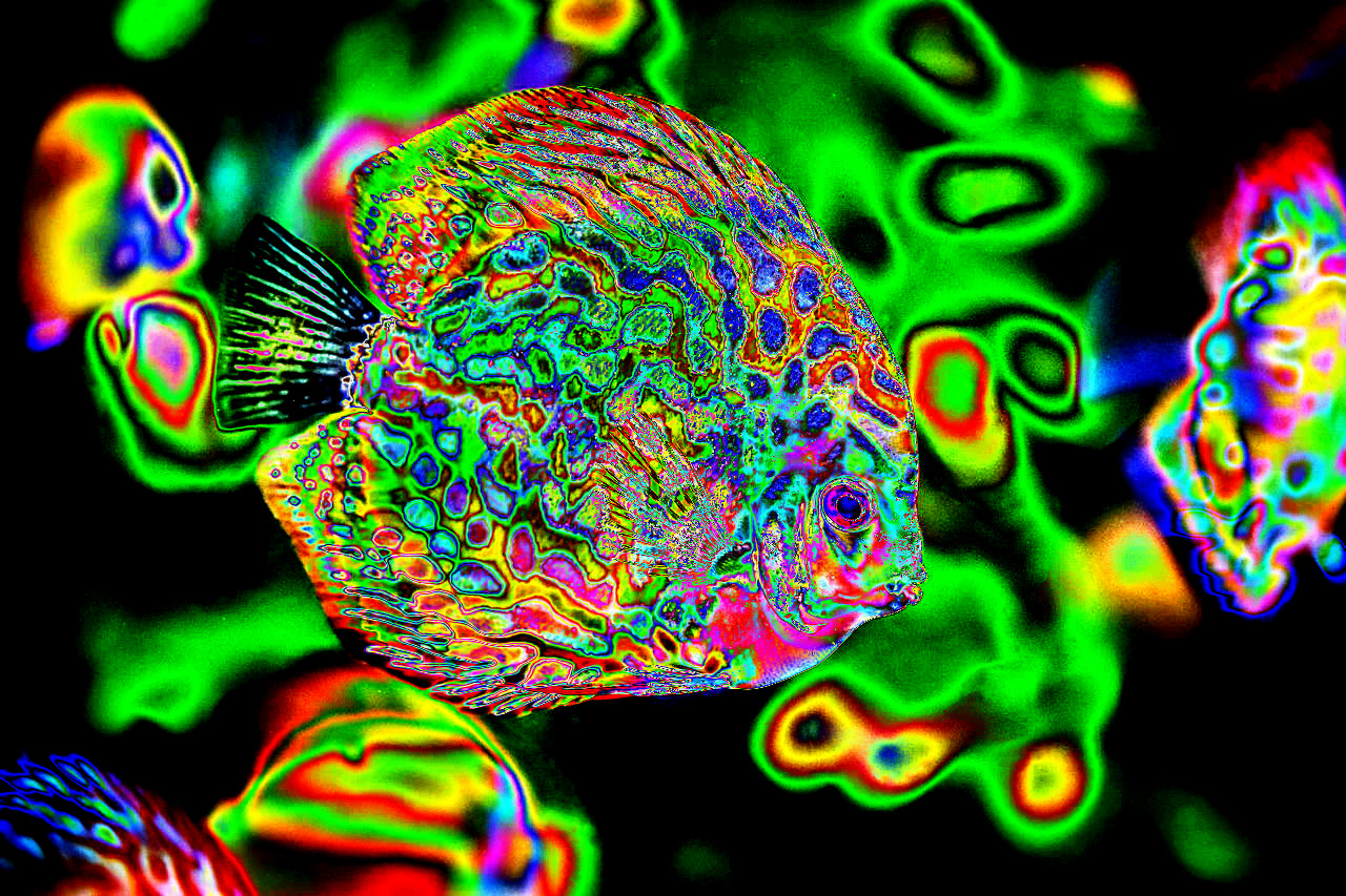 discus-fish-DN_Metallized.jpg