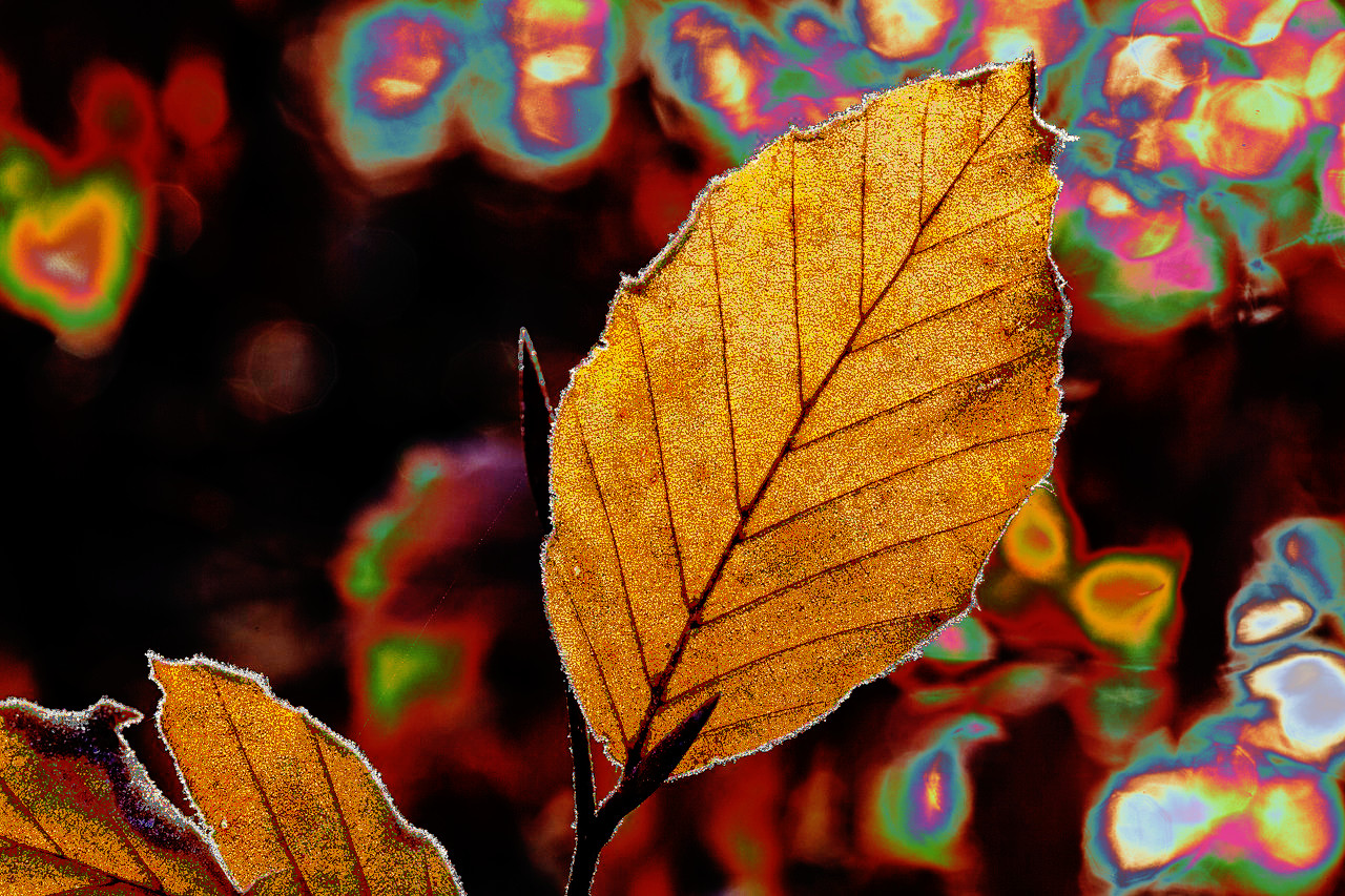 leaves-1698874_DN_Metallized.jpg