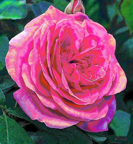 Dinasset.FunnyCurves.Rose.jpg