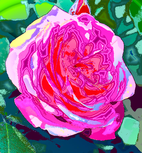 Dinasset.GradientPaint.Rose.jpg