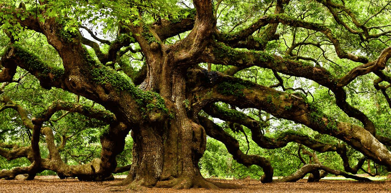 árbol_DN_SmartSharpening.gif