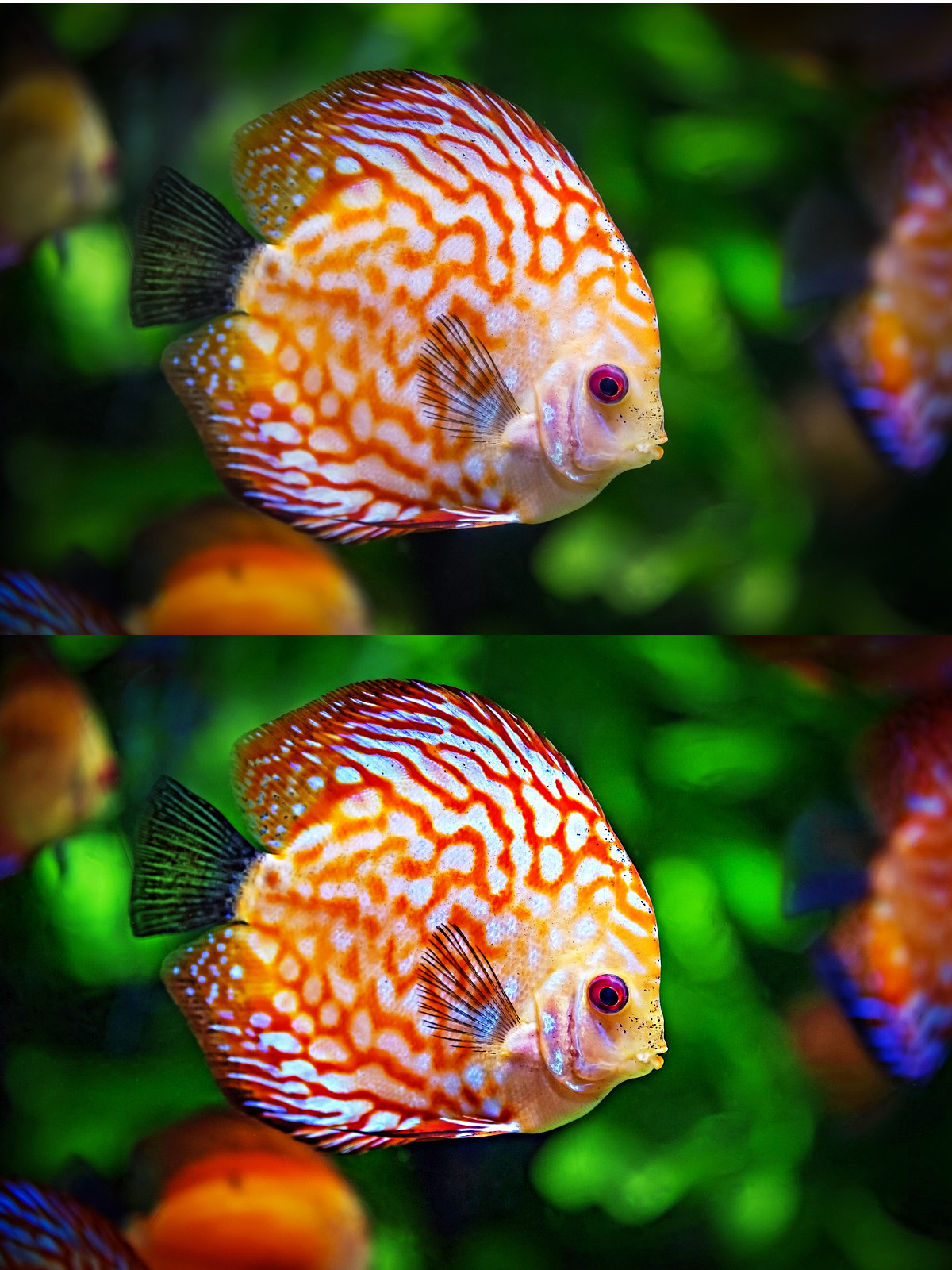 discus-fish-1943755_DN_MaxPixelColour.jpg
