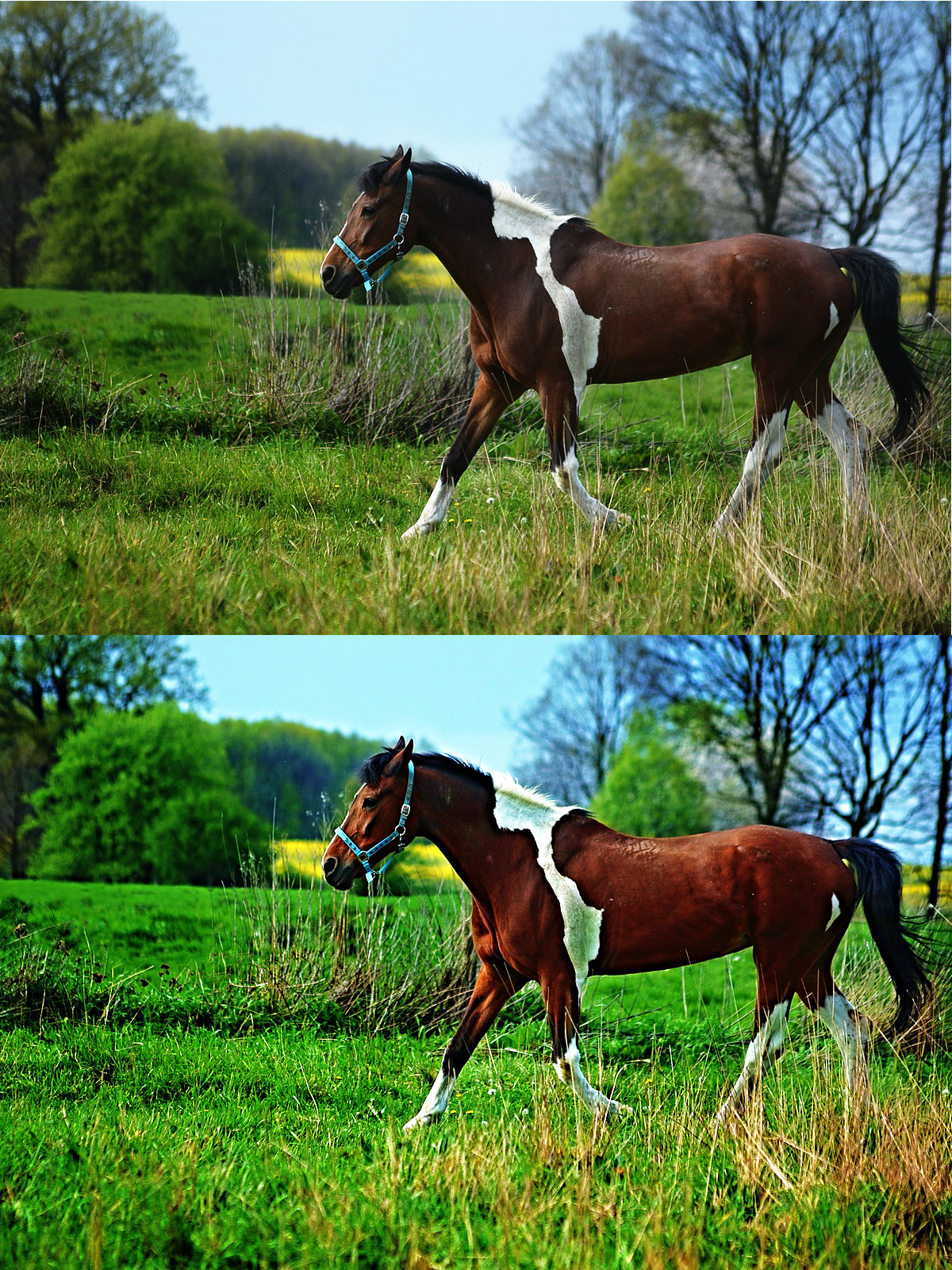 the-horse-2388275_DN_MaxPixelColour.jpg
