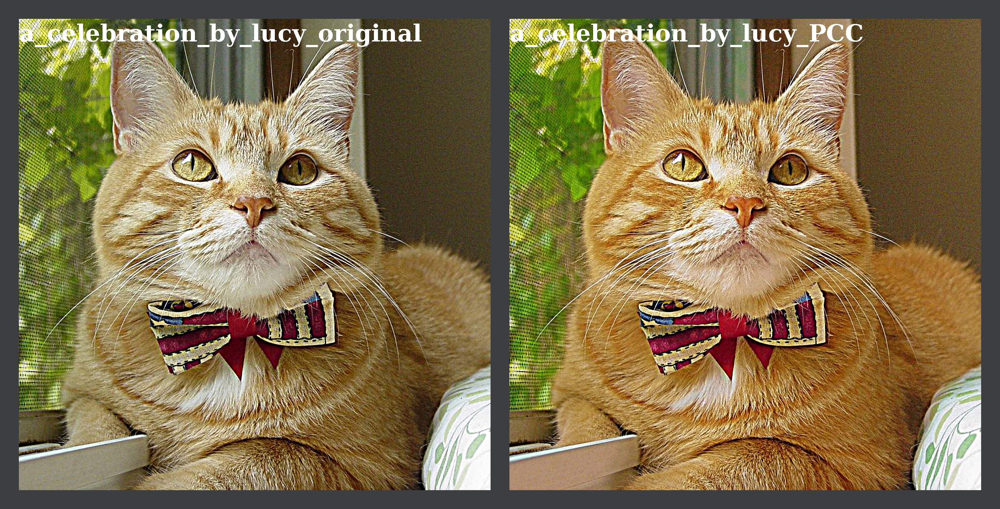 a_celebration_by_lucy_montage.jpg
