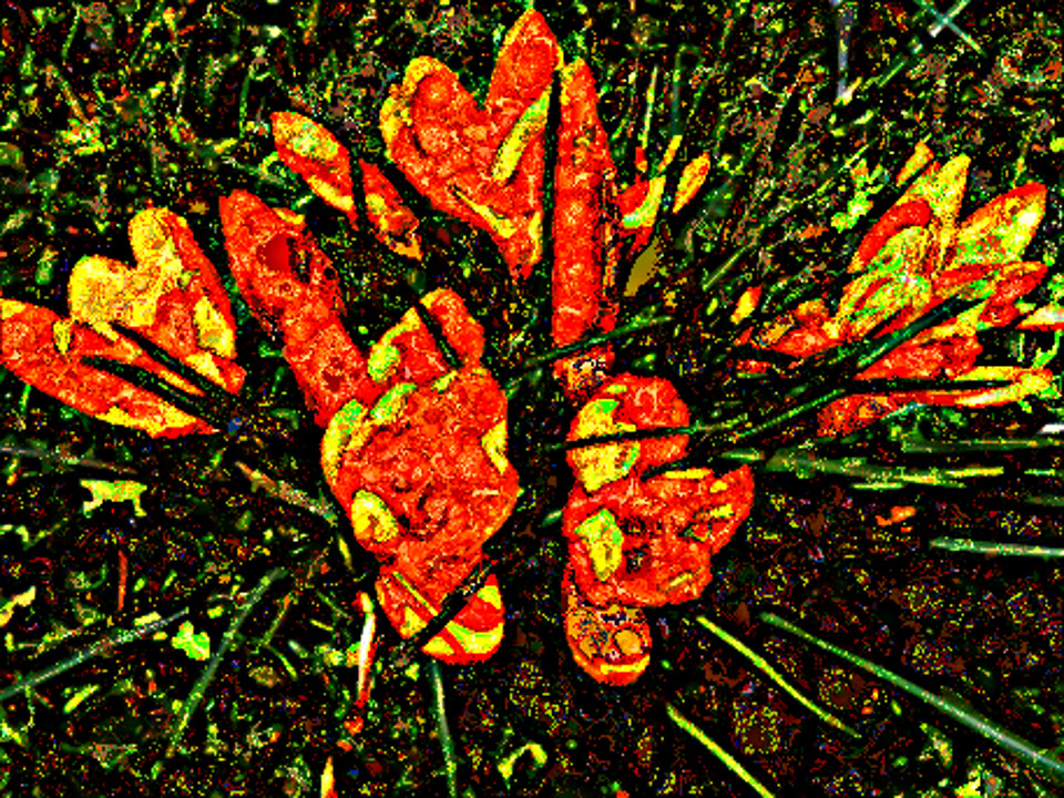 2017-09-11 10-58-11 crocus-6131_960_720, with multi-coloured particles, on 7 areas, colours from gradients Mandel.jpg