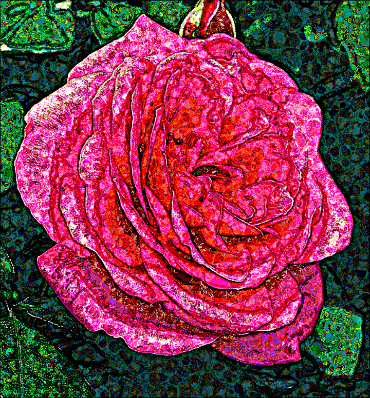Dinasset.Multi.ColoredParticles.Rose.jpg