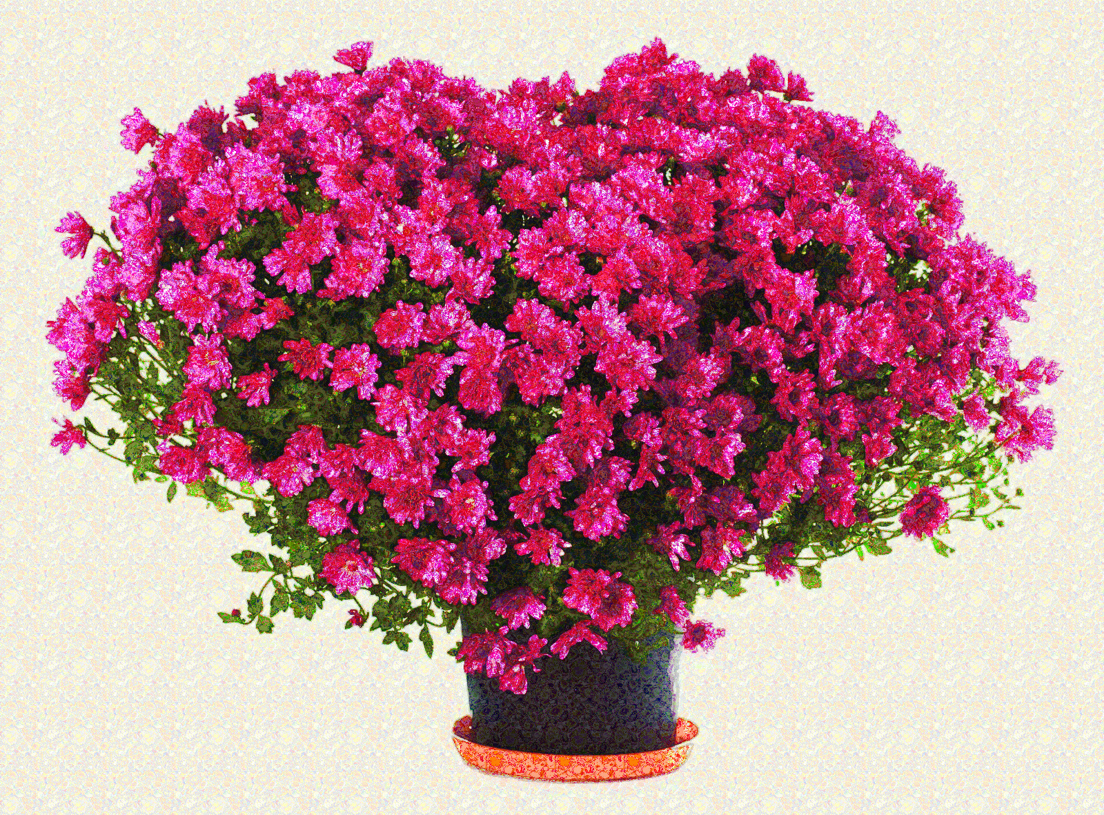Pink_Flowers_DN_MulticolouredParticles.jpg