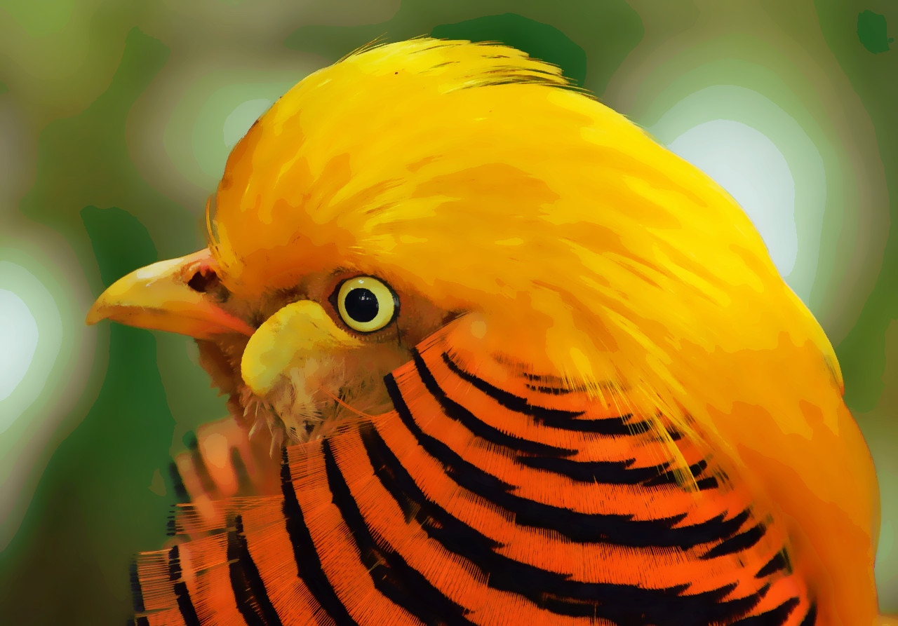golden-pheasant-317503_DN_WaterPastelPoster_35.jpg