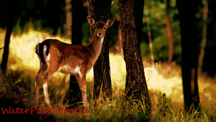 Dinasset.WaterPastelPoster.Fallow deer.gif