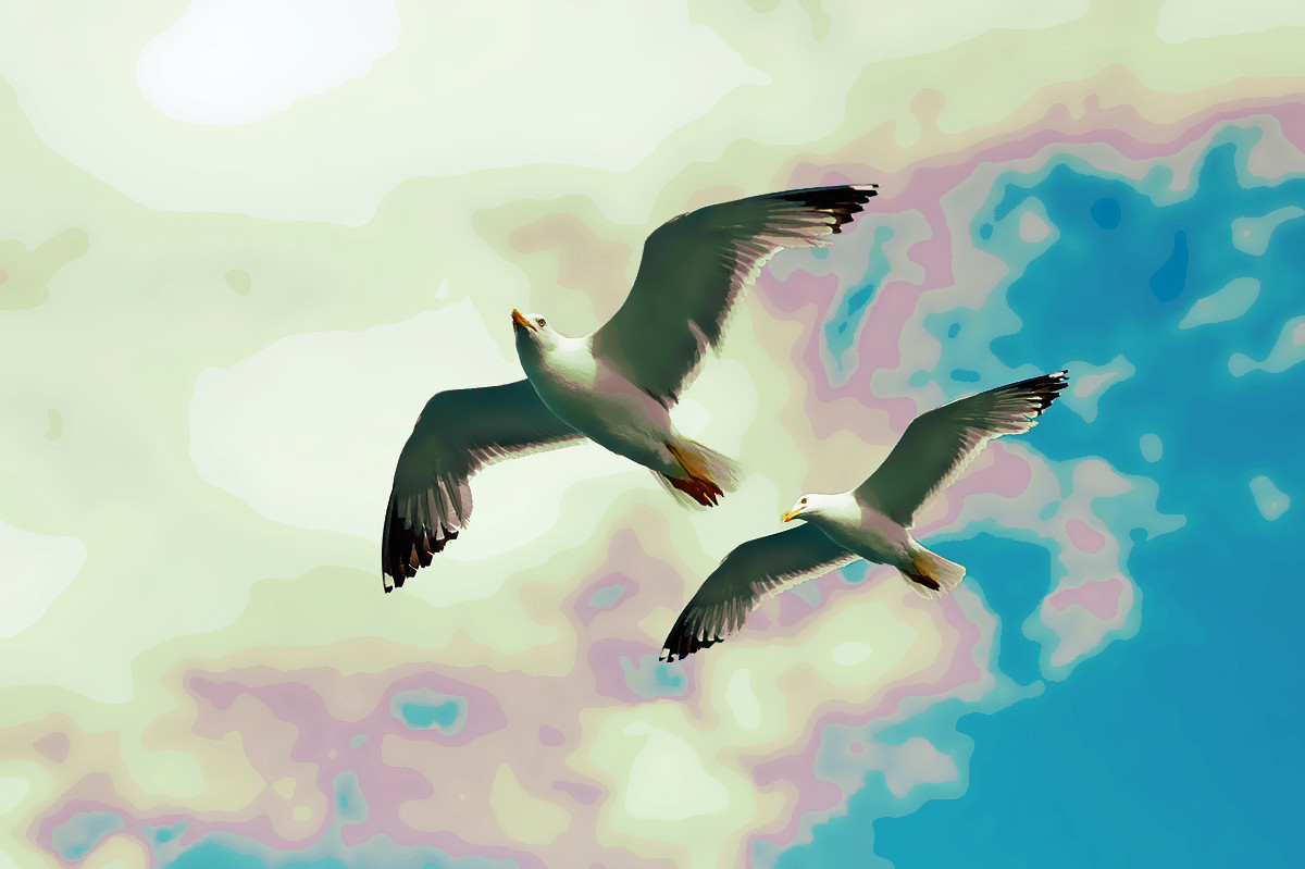 seagull-2394636_DN_WaterPastelPoster.jpg