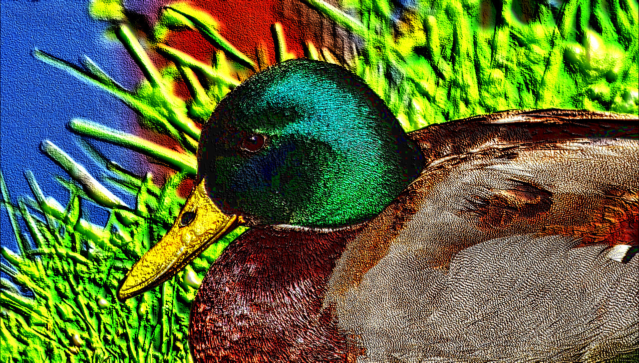 duck-2399770_DN_ColouredEmboss.jpg
