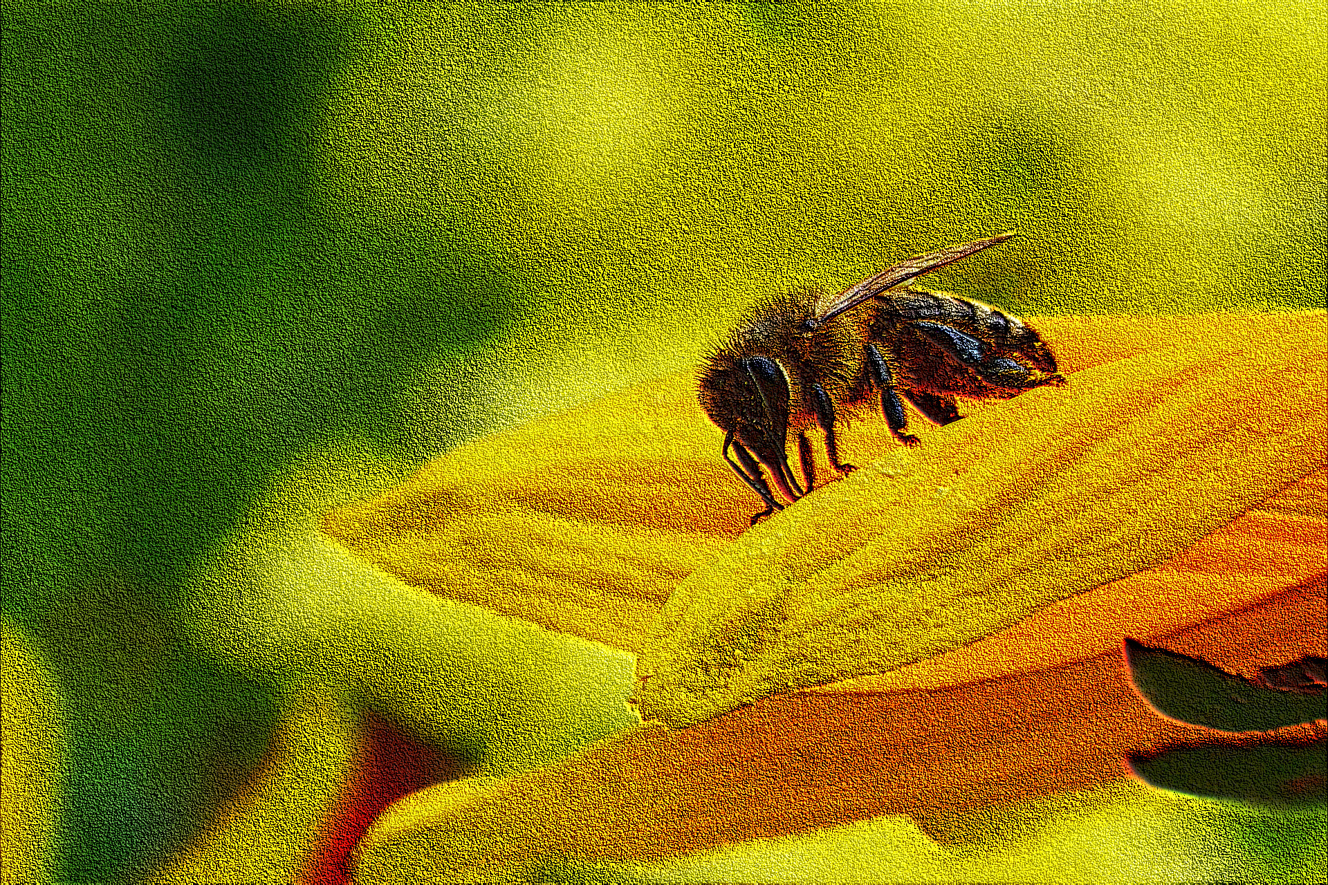 animal-2743730_1920 preproc with add noise, Outcome of Coloured Emboss .jpg