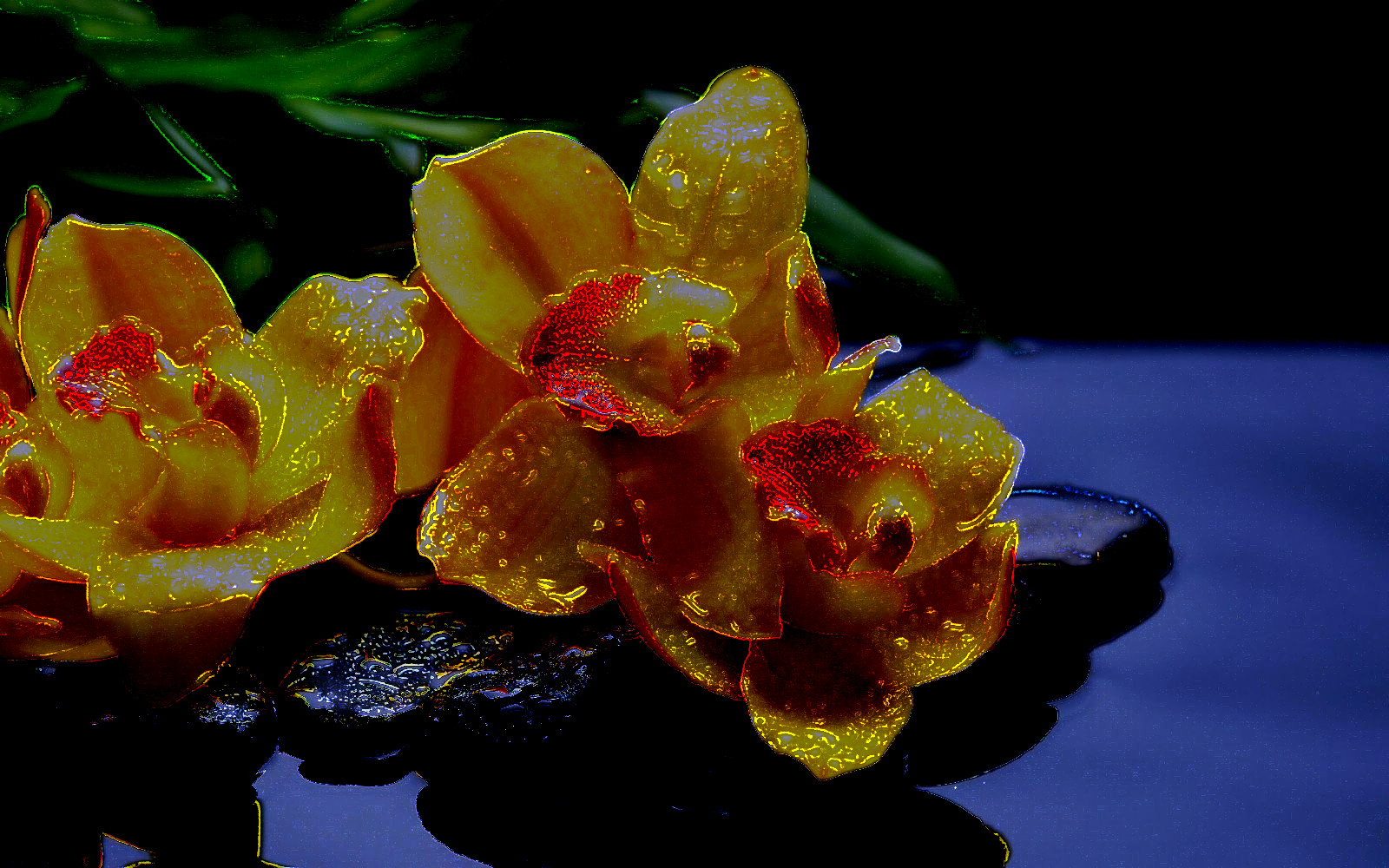 329596_YellowFlowers_DN_CrazyDrawOnDark_GM.jpg