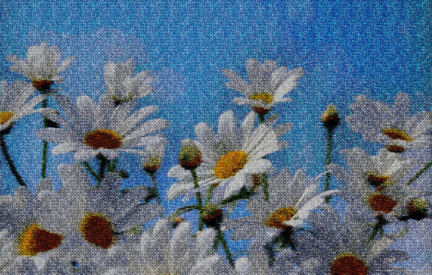 daisies_DN_PlainKnittedLook.jpg