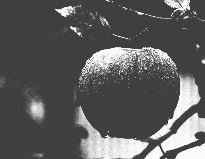 Dinasset.Greyscale Dither. Apple in the dark.jpg
