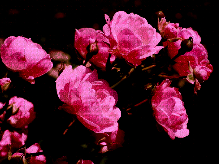 Dinasset.Greyscale Dither. Roses.Grain Merge.jpg