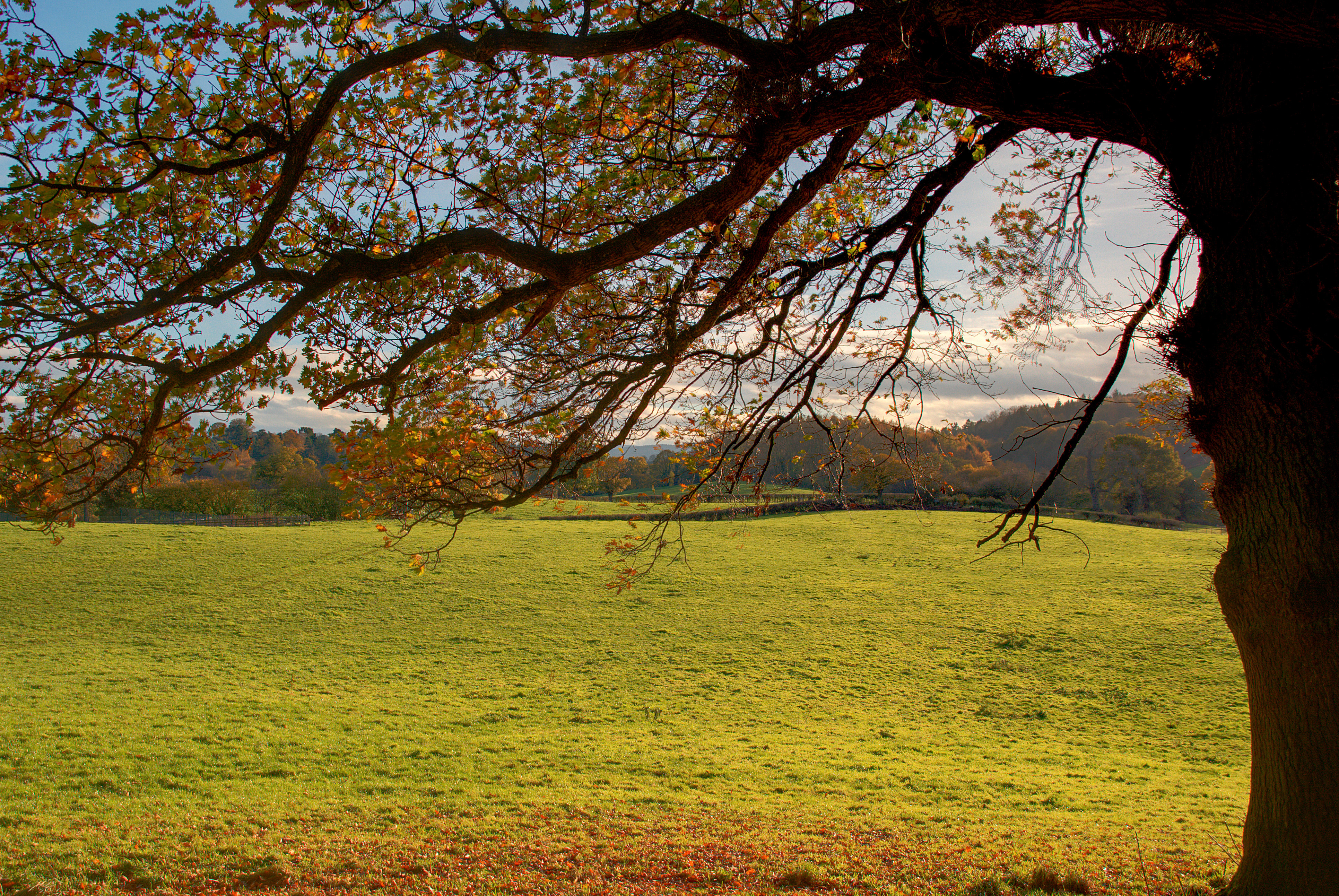 empty_field.jpg