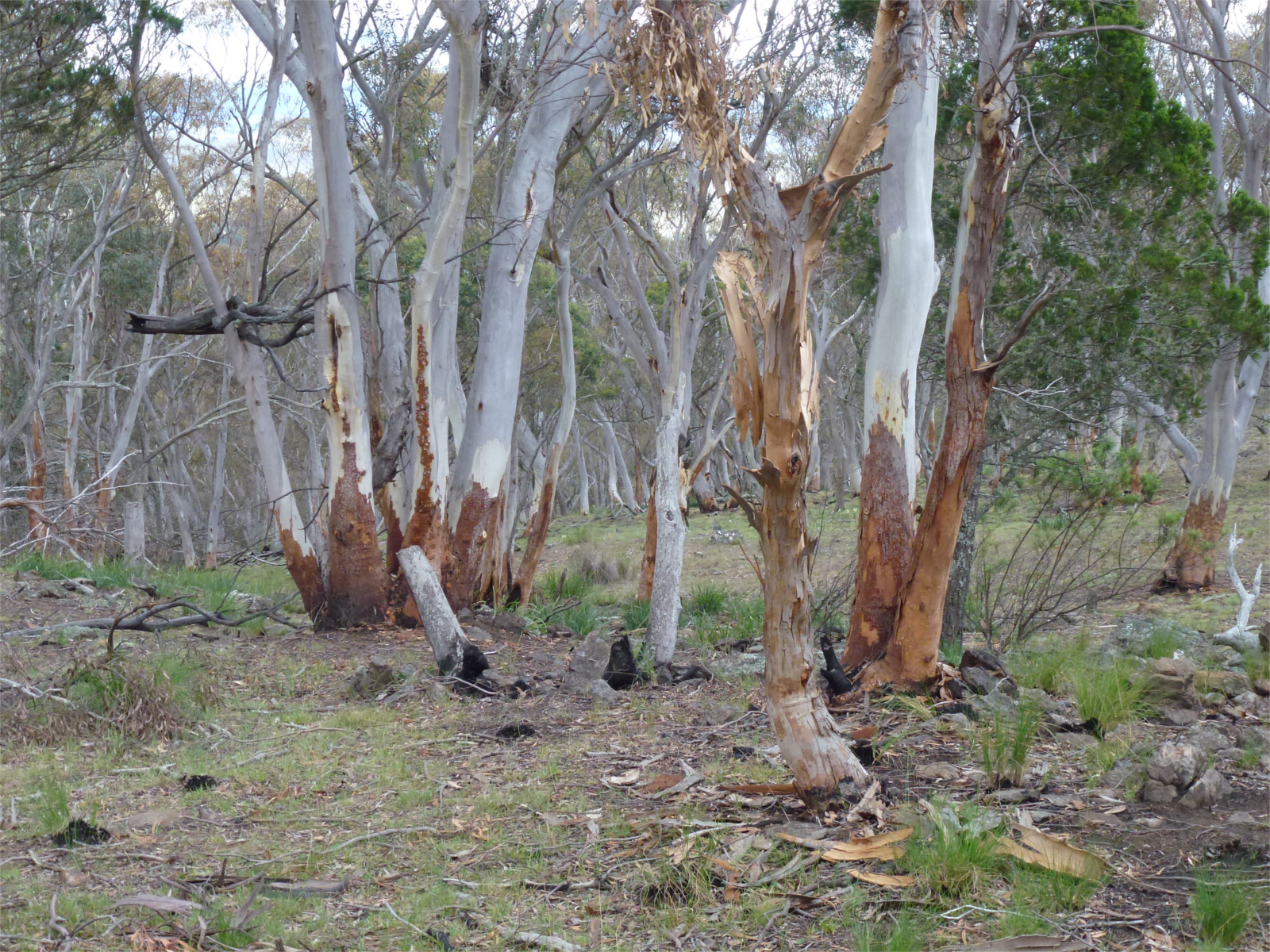 monaro_lookout_bush.png