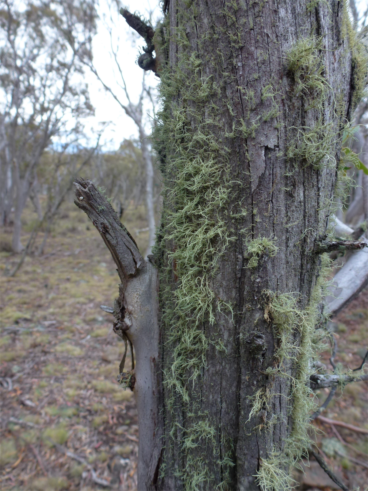 tree_moss.png